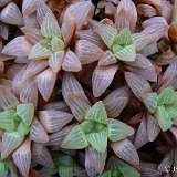Haworthia turgida P1220022.JPG